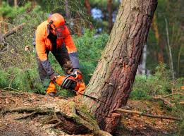 Best Tree Risk Assessment  in Terre Hill, PA