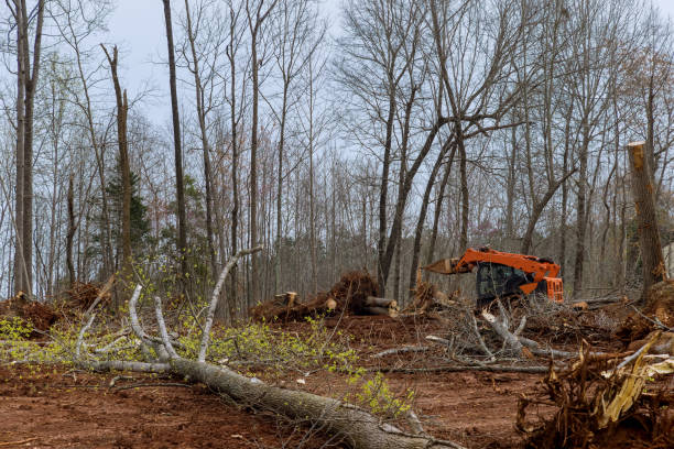 Best Tree and Shrub Care  in Terre Hill, PA