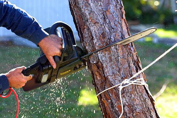 How Our Tree Care Process Works  in  Terre Hill, PA