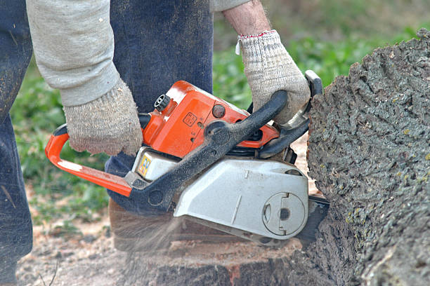 How Our Tree Care Process Works  in  Terre Hill, PA