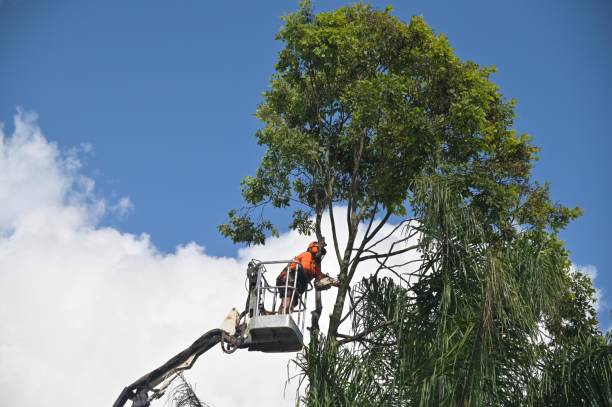 Professional Tree Care in Terre Hill, PA