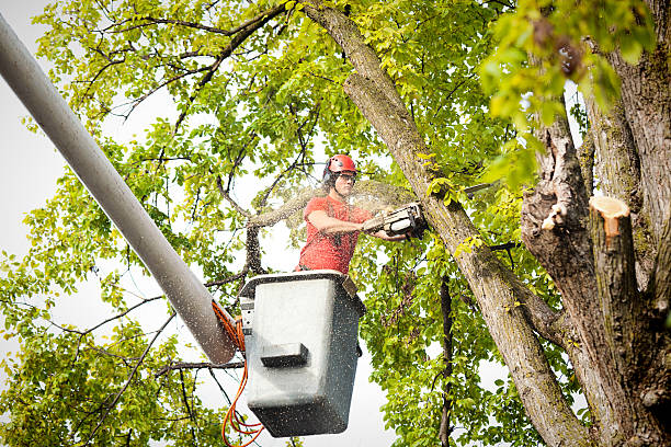 Best Hazardous Tree Removal  in Terre Hill, PA