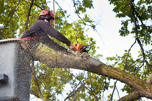 Tree and Shrub Care in Terre Hill, PA